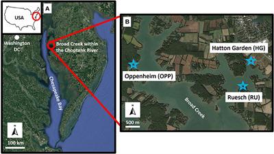 Sediment Exchange Between the Created Saltmarshes of Living Shorelines and Adjacent Submersed Aquatic Vegetation in the Chesapeake Bay